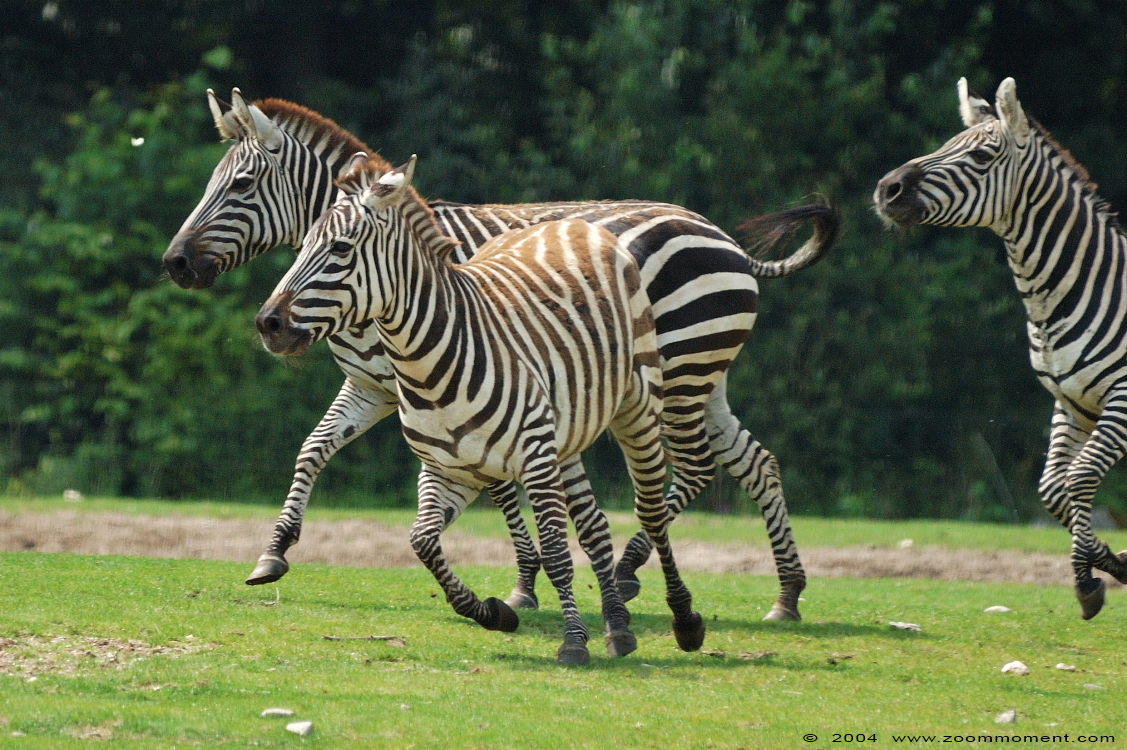 Grant or Böhm zebra steppezebra  ( Equus quagga boehmi ) Böhm- oder Grant-Zebra
Trefwoorden: Burgers zoo Arnhem steppezebra Equus boehmi Grant&#039;s zebra Böhm- oder Grant-Zebra