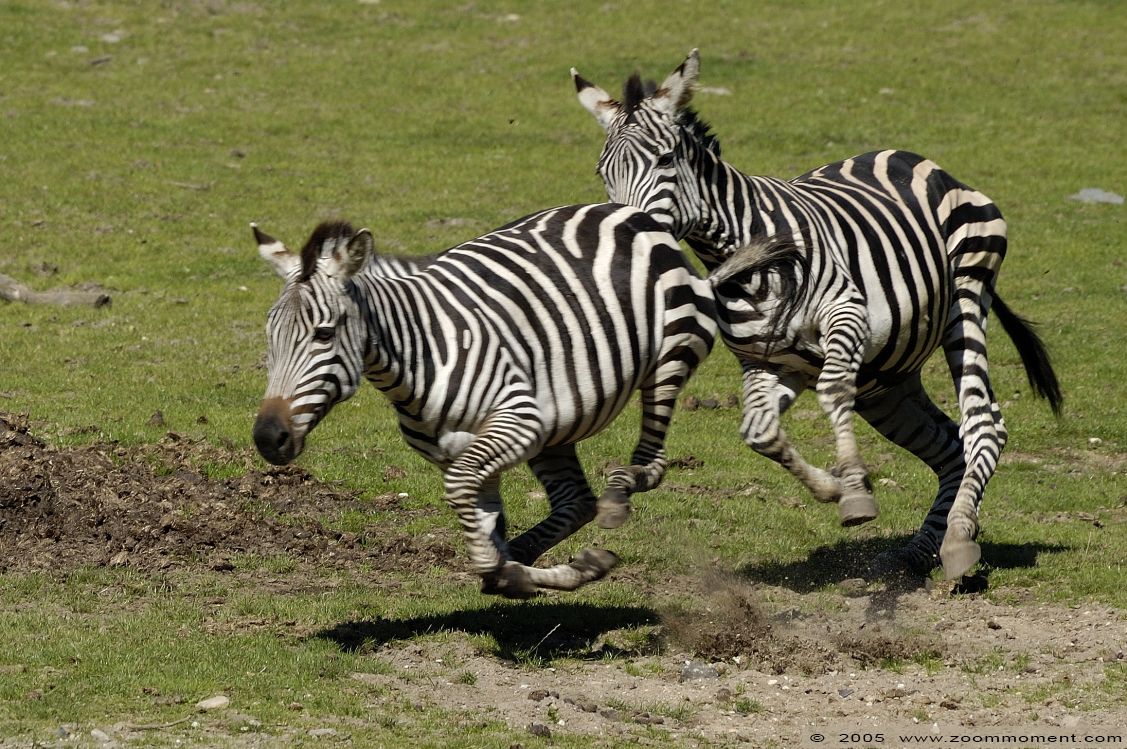 Grant or Böhm zebra steppezebra  ( Equus quagga boehmi ) Böhm- oder Grant-Zebra
Trefwoorden: Burgers zoo Arnhem steppezebra Equus boehmi Grant&#039;s zebra Böhm- oder Grant-Zebra