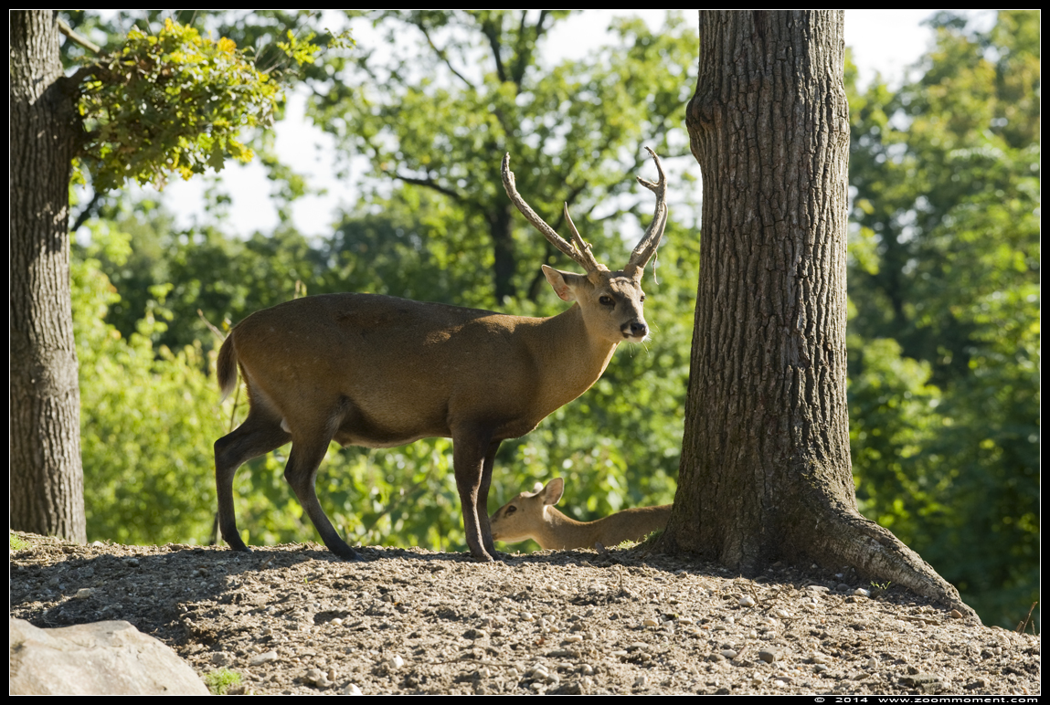 zwijnshert  ( Axis porcinus )  Indian hog deer
Trefwoorden: Burgers zoo Arnhem zwijnshert  Axis porcinus  Indian hog deer