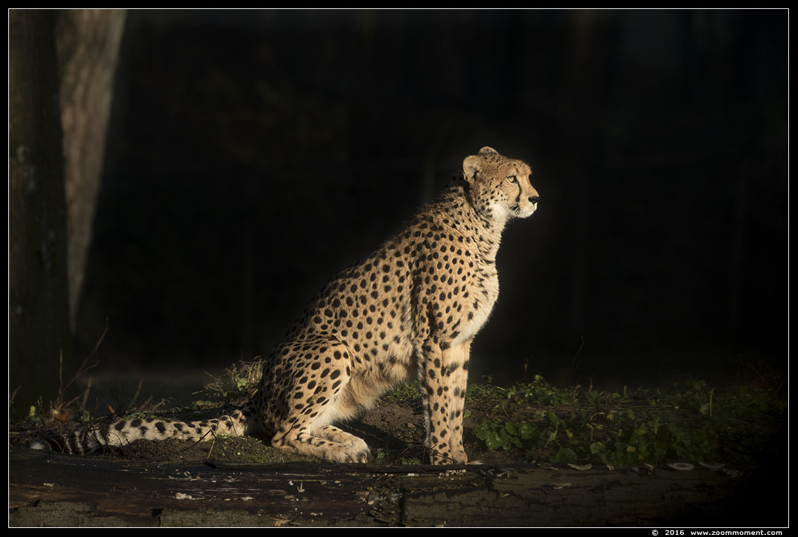 jachtluipaard ( Acinonyx jubatus ) cheetah
Trefwoorden: Burgers zoo Arnhem jachtluipaard Acinonyx jubatus cheetah