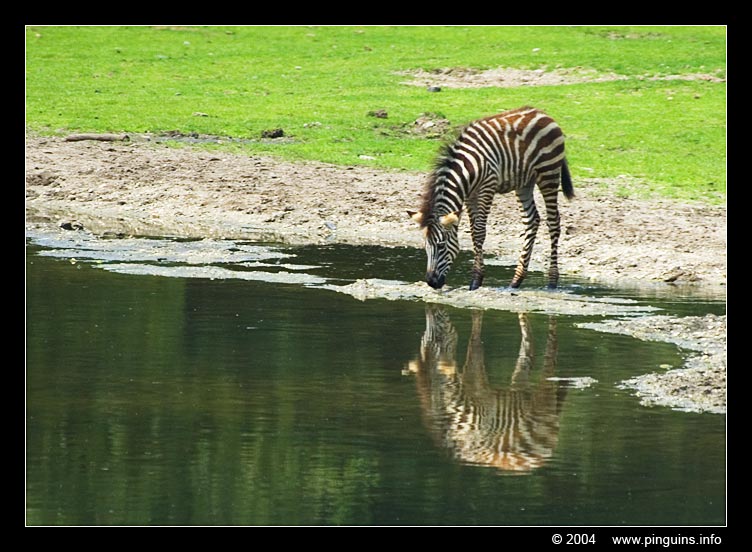 Grant or Böhm zebra  ( Equus quagga boehmi )
Trefwoorden: Burgers zoo Arnhem Equus boehmi Grant's zebra