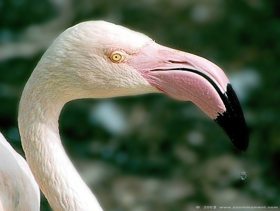 chileense flamingo  ( Phoenicopterus chilensis )  Chilean flamingo
Trefwoorden: Artis Amsterdam zoo Phoenicopterus chilensis Chileense flamingo Chilean flamingo