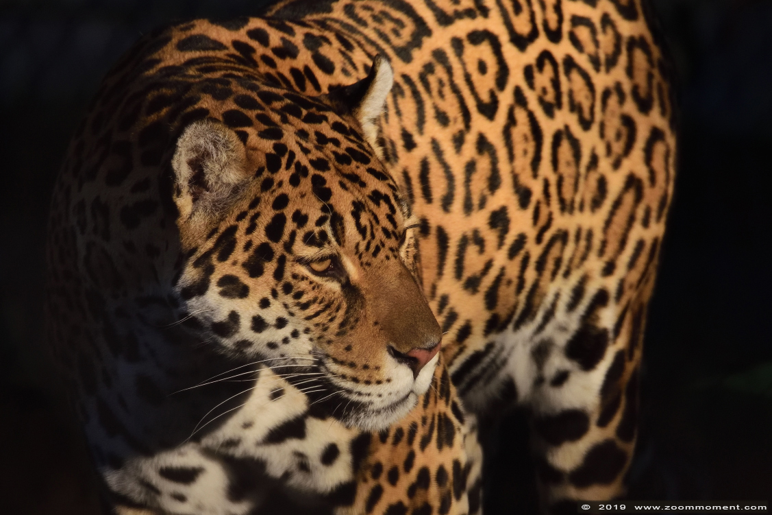 jaguar ( Panthera onca )
Rica
Ключови думи: Artis Amsterdam zoo jaguar  Panthera onca 