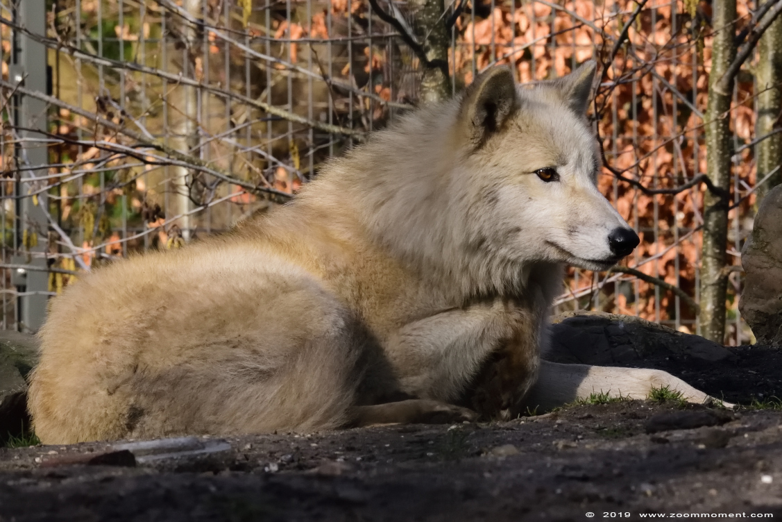 Hudson Bay wolf  ( Canis lupus hudsonicus ) hudson wolf
Trefwoorden: Artis Amsterdam zoo Hudson Bay wolf Canis lupus hudsonicus