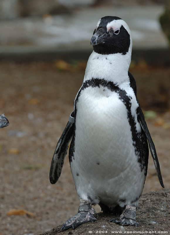 Afrikaanse pinguïn ( Spheniscus demersus ) African penguin
Ključne reči: Artis Amsterdam zoo Afrikaanse pinguin zwartvoetpinguin Spheniscus demersus African penguin