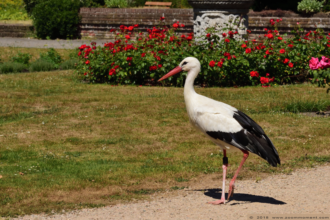 ooievaar ( Ciconia ciconia ) stork
Keywords: Vogelpark Avifauna Nederland ooievaar Ciconia ciconia stork