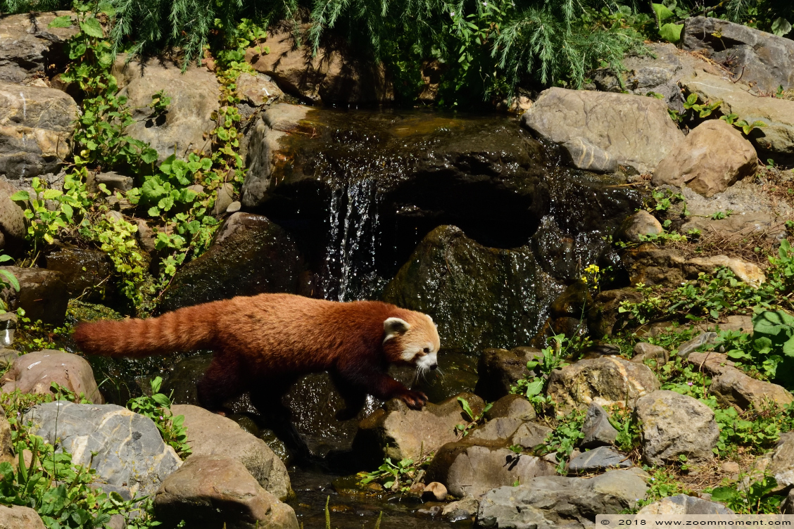 rode of kleine panda ( Ailurus fulgens ) lesser or red panda  
Trefwoorden: Vogelpark Avifauna Nederland rode kleine panda Ailurus fulgens lesser red panda