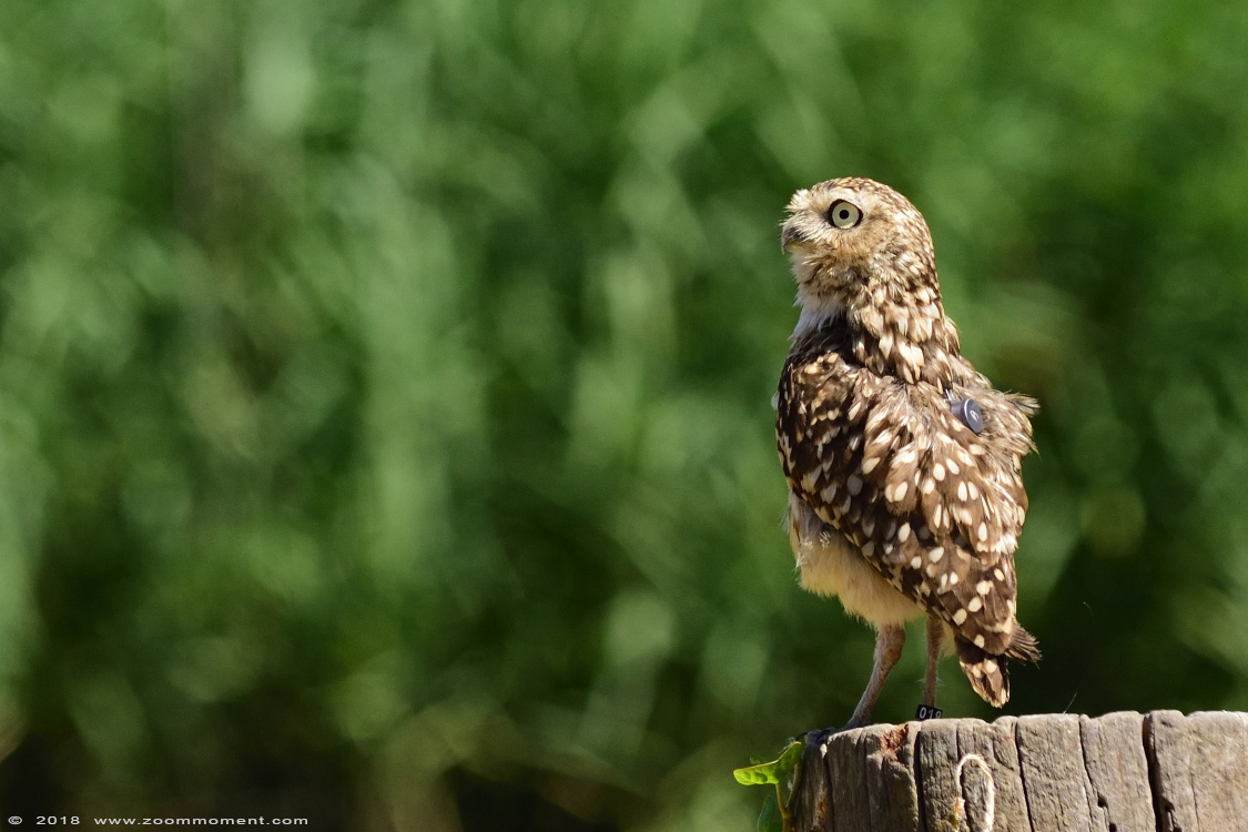 konijnuil  ( Athene cunicularia ) burrowing owl
Trefwoorden: Vogelpark Avifauna Nederland konijnuil Athene cunicularia burrowing owl