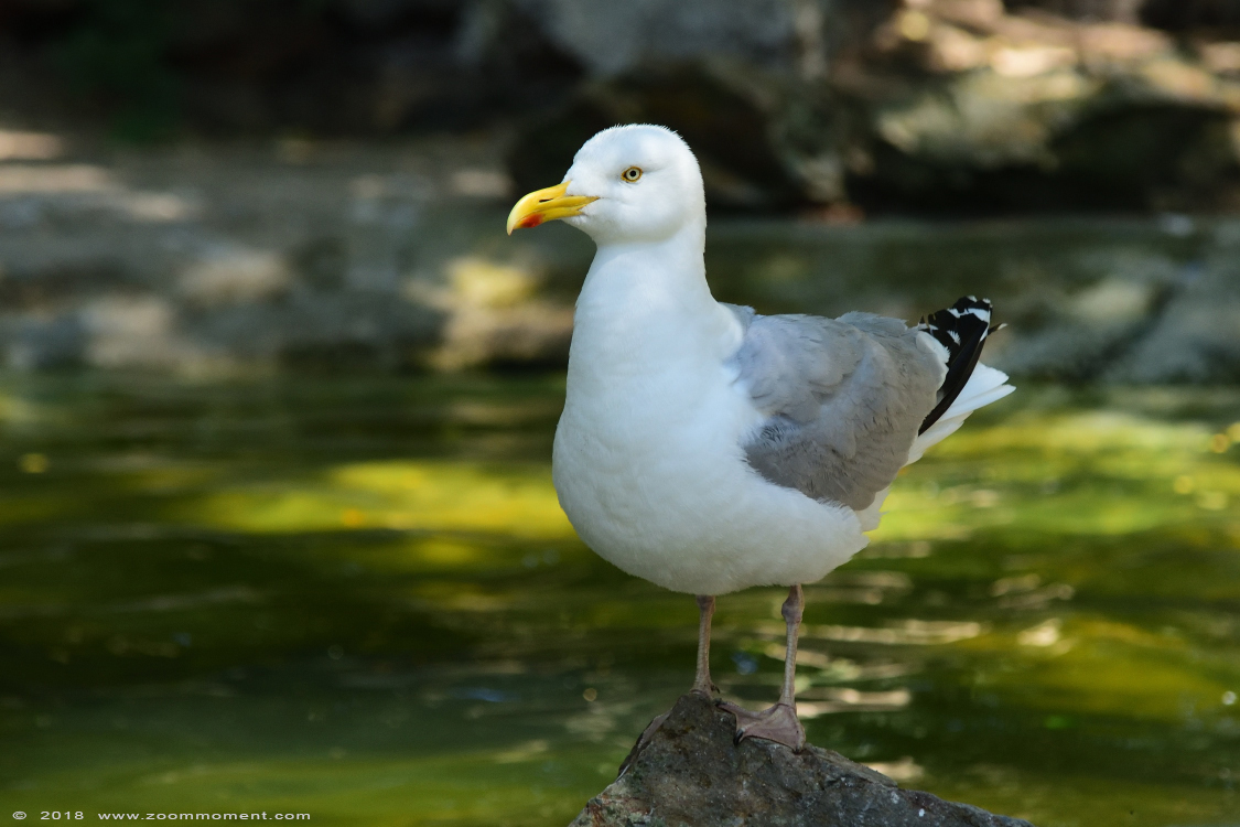 meeuw gull
Schlüsselwörter: Vogelpark Avifauna Nederland meeuw gull