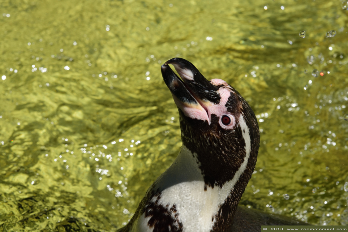 humboldt pinguin  ( Spheniscus humboldti) humboldt penguin 
Trefwoorden: Vogelpark Avifauna Nederland humboldt pinguin  Spheniscus humboldti humboldt penguin 