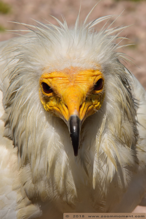 aasgier (  Neophron percnopterus )  Egyptian vulture
Trefwoorden: Vogelpark Avifauna Nederland aasgier Neophron percnopterus  Egyptian vulture
