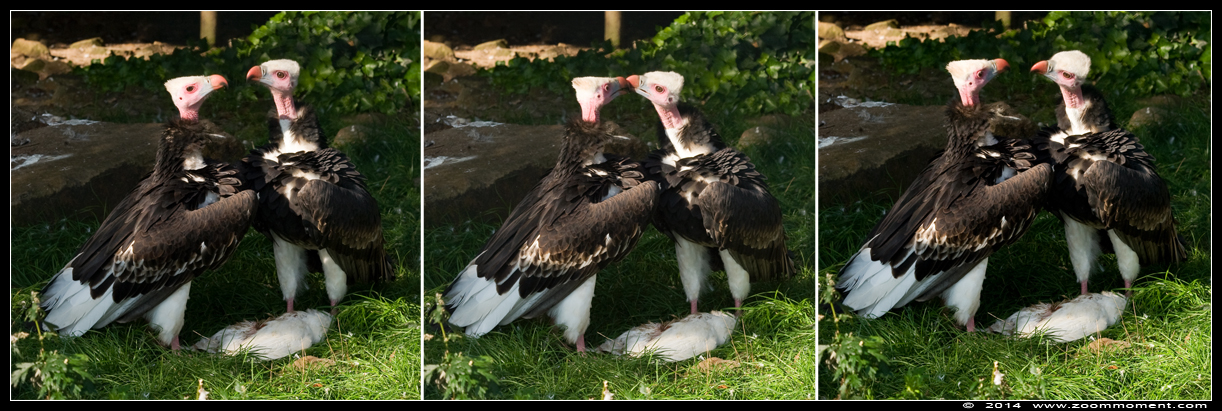 witkopgier ( Trigonoceps occipitalis ) white headed vulture
Trefwoorden: Vogelpark Avifauna Nederland  witkopgier  Trigonoceps occipitalis white headed vulture