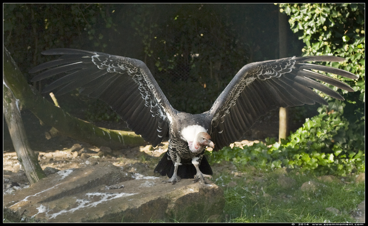 Rüppelsgier  ( Gyps rueppellii  )  Ruppel's griffon vulture
Keywords: Vogelpark Avifauna Nederland Rüppelsgier Gyps rueppellii Ruppel's griffon vulture