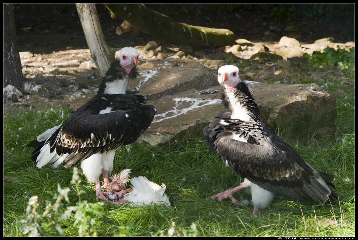 witkopgier ( Trigonoceps occipitalis ) white headed vulture
Trefwoorden: Vogelpark Avifauna Nederland  witkopgier  Trigonoceps occipitalis white headed vulture