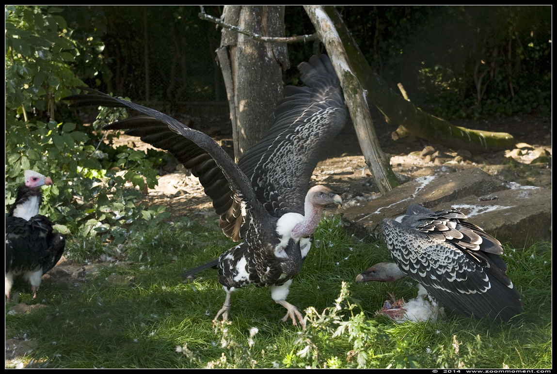 Rüppelsgier  ( Gyps rueppellii  )  Ruppel's griffon vulture
Ключові слова: Vogelpark Avifauna Nederland Rüppelsgier Gyps rueppellii Ruppel's griffon vulture