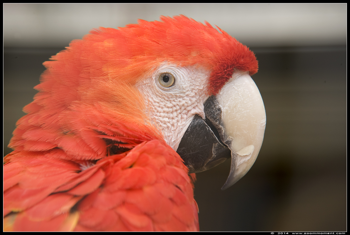 geelvleugelara ( Ara macao ) scarlet macaw
Trefwoorden: Vogelpark Avifauna Nederland geelvleugelara Ara macao scarlet macaw