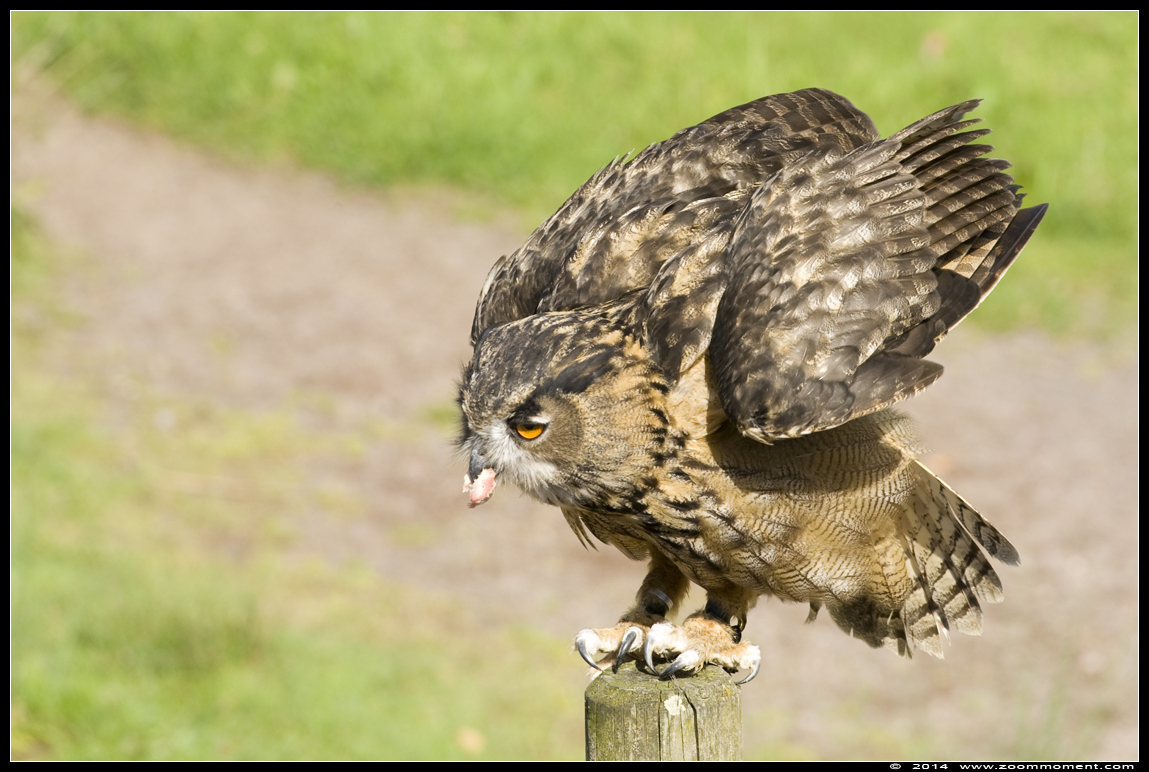 Europese oehoe  ( Bubo bubo ) eagle owl
Trefwoorden: Vogelpark Avifauna Nederland Europese oehoe  Bubo bubo  eagle owl