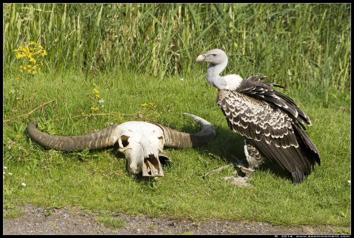 Rüppelsgier  ( Gyps rueppellii  )  Ruppel's griffon vulture
Trefwoorden: Vogelpark Avifauna Nederland Rüppelsgier Gyps rueppellii Ruppel's griffon vulture