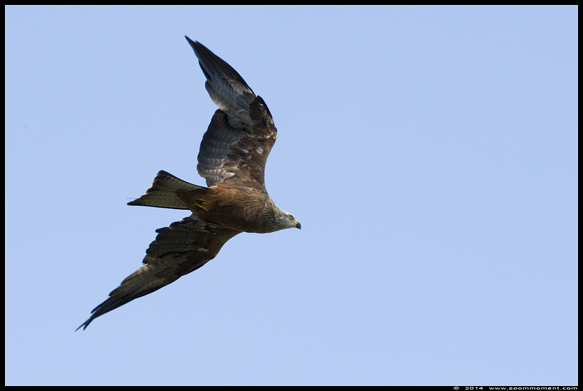 zwarte wouw ( Milvus migrans ) black kite
Trefwoorden: Vogelpark Avifauna Nederland zwarte wouw  Milvus migrans  black kite