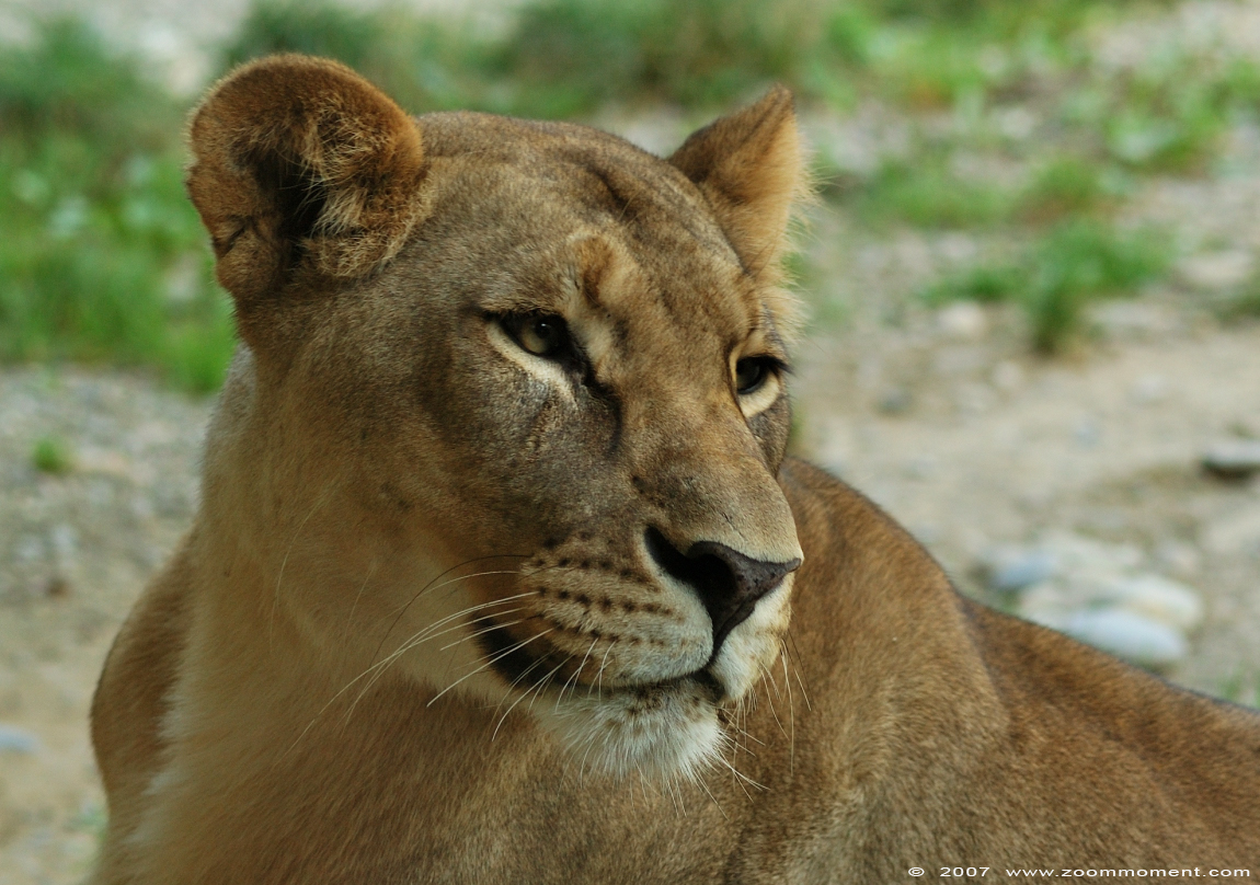 Afrikaanse leeuw  ( Panthera leo ) African lion


Keywords: Basel Swiss Zwitserland Zolli Afrikaanse leeuw African lion Panthera leo