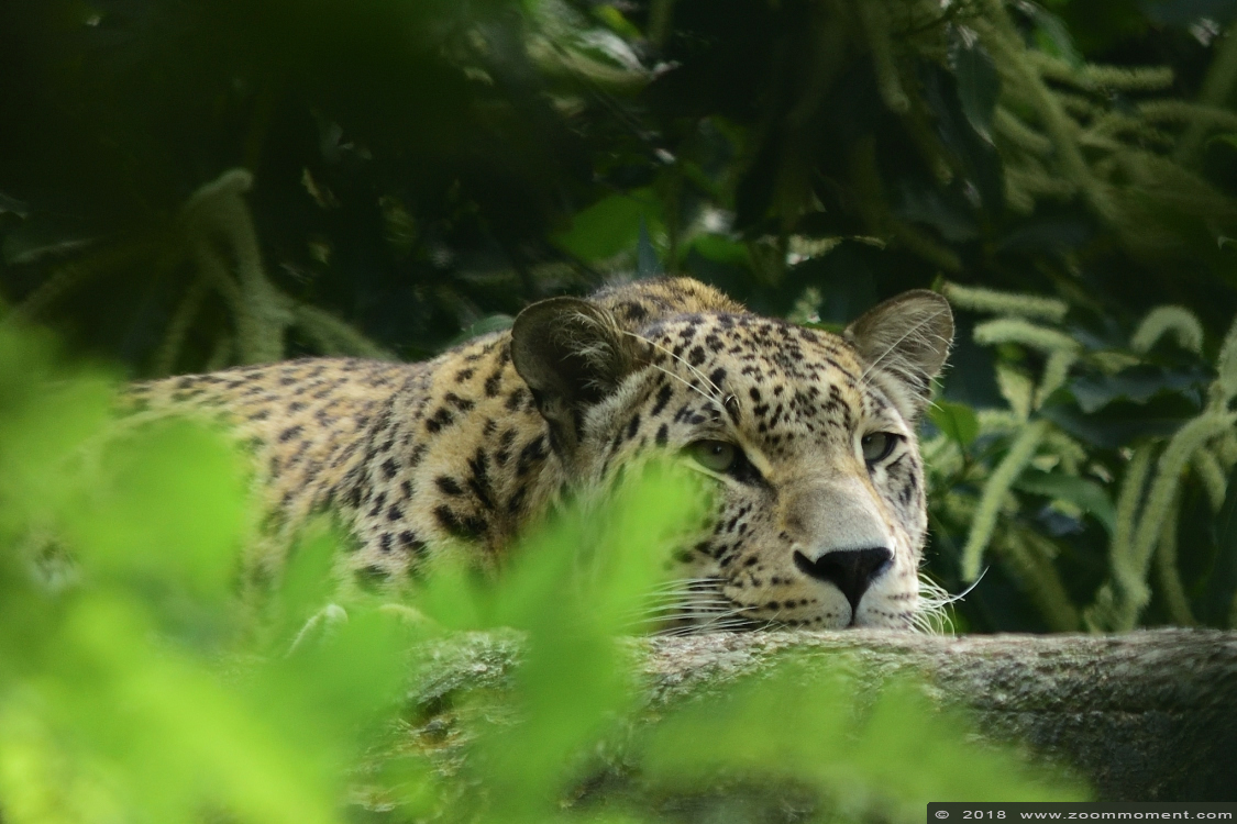Perzische panter ( Panthera pardus saxicolor ) Persian leopard 
Keywords: Safaripark Beekse Bergen Perzische panter Panthera pardus saxicolor Persian leopard