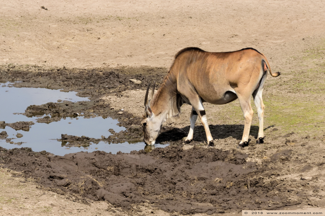 elandantilope ( Taurotragus oryx ) eland antelope
Trefwoorden: Safaripark Beekse Bergen elandantilope Taurotragus oryx eland antelope