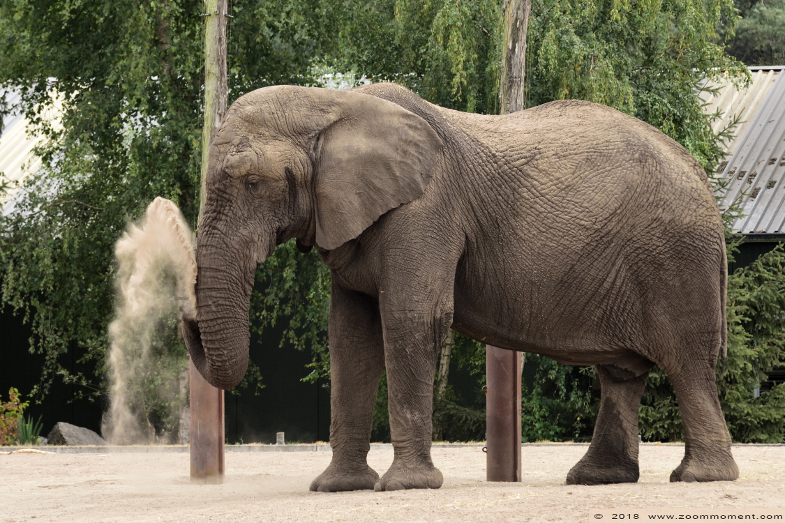 Afrikaanse olifant ( Loxodonta africana ) African elephant
Trefwoorden: Safaripark Beekse Bergen Afrikaanse olifant Loxodonta africana African elephant