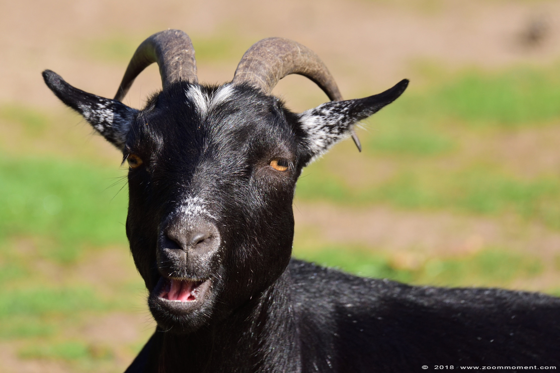 geit goat
Trefwoorden: Safaripark Beekse Bergen geit goat