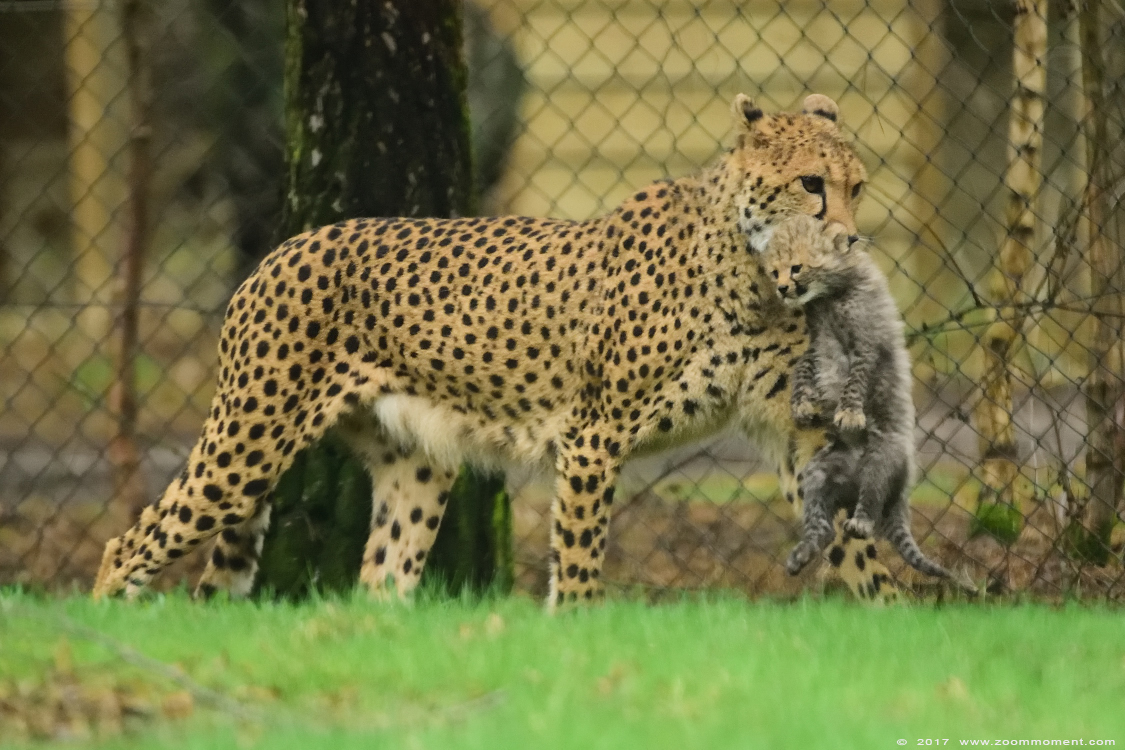 jachtluipaard ( Acinonyx jubatus ) cheetah
Welpen, geboren 2 februari 2017, op de foto 5 weken oud
Cubs, born 2 february, on the picture 5 weeks old
Ключови думи: Safaripark Beekse Bergen jachtluipaard Acinonyx jubatus cheetah