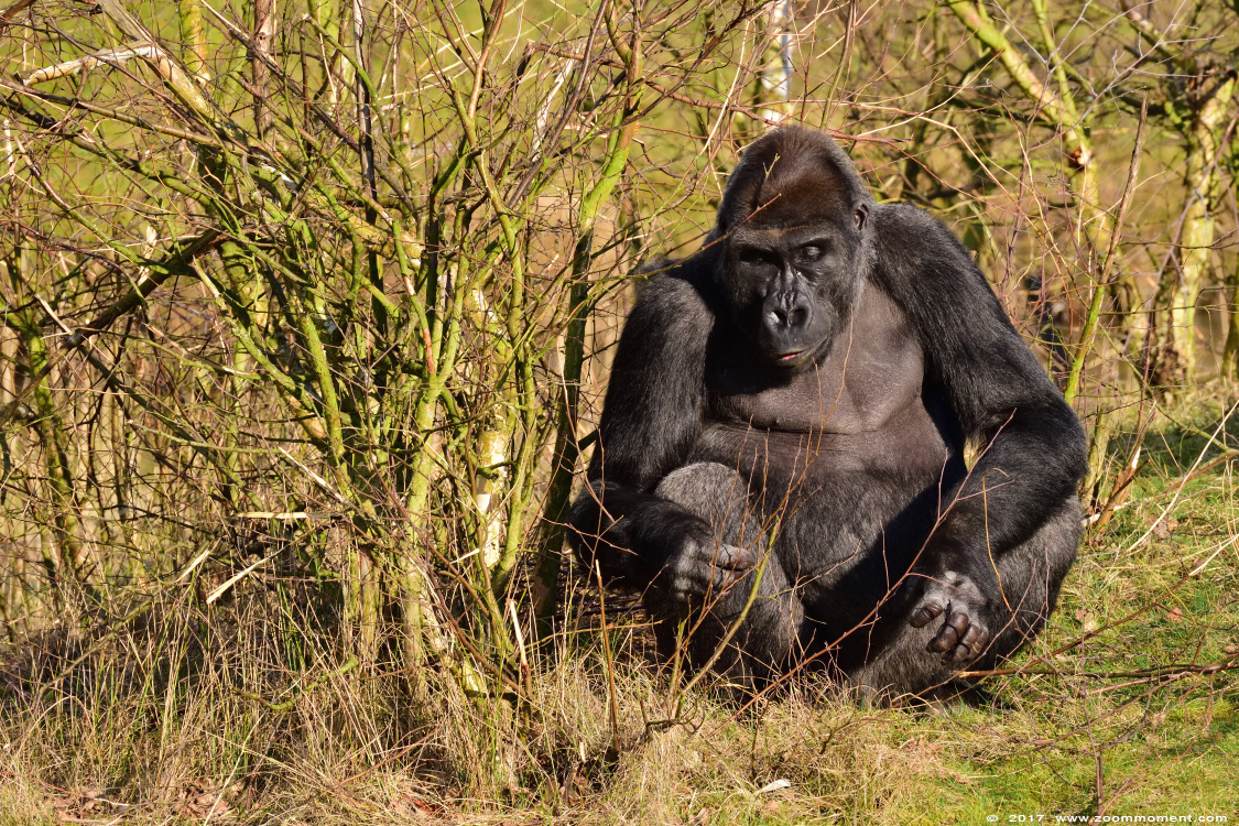 Westelijke laagland gorilla ( Gorilla gorilla )
Keywords: Safaripark Beekse Bergen Westelijke laagland gorilla Gorilla gorilla