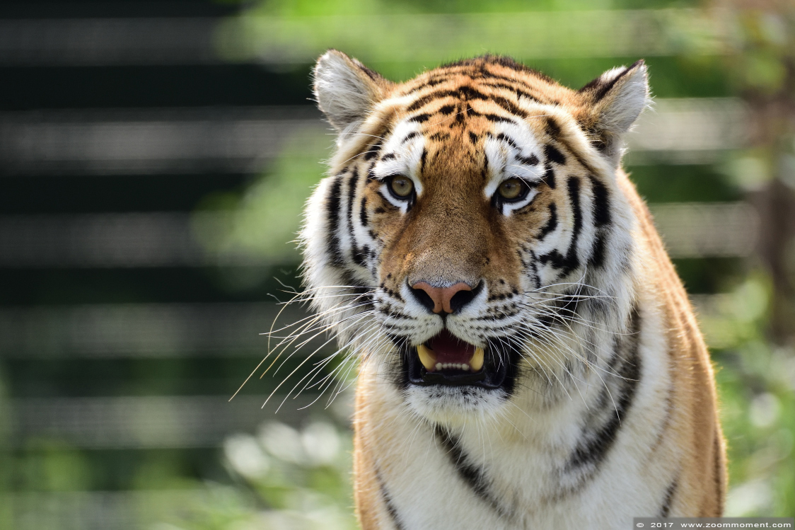 Siberische tijger  ( Panthera tigris altaica )  Siberian tiger
Angara
Keywords: Safaripark Beekse Bergen siberische tijger Panthera tigris altaica Siberian tiger
