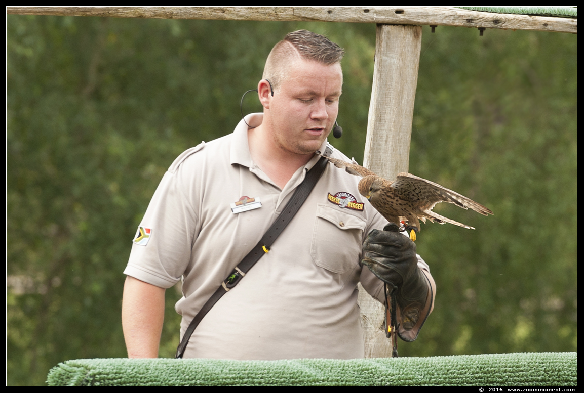 torenvalk  ( Falco tinnunculus ) kestrel
Trefwoorden: Safaripark Beekse Bergen roofvogelshow torenvalk Falco tinnunculus kestrel