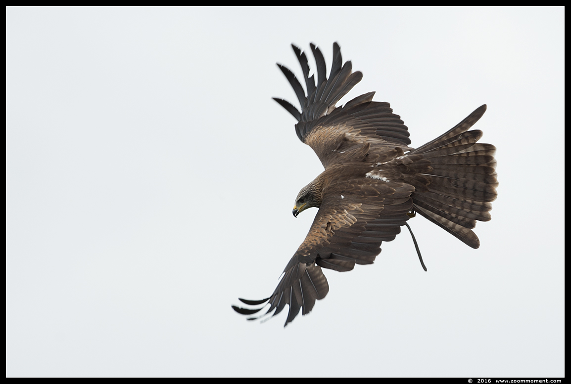 zwarte wouw ( Milvus migrans ) black kite
关键词: Safaripark Beekse Bergen roofvogelshow zwarte wouw Milvus migrans black kite