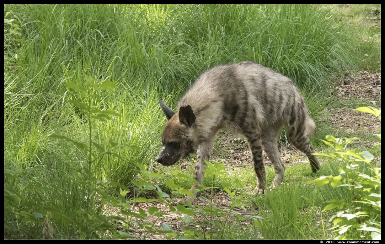 gestreepte hyena  ( Hyaena hyaena )  striped hyena
Trefwoorden: Safaripark Beekse Bergen  gestreepte hyena  Hyaena hyaena  striped hyena
