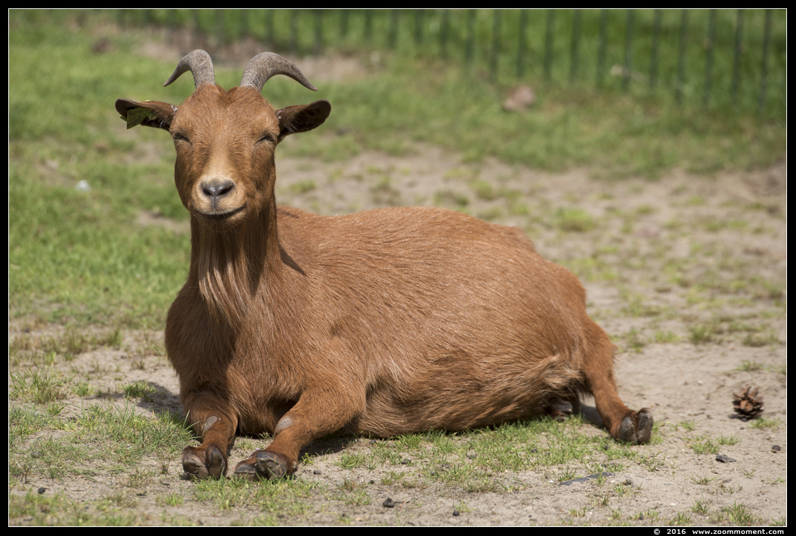 geit  goat
Trefwoorden: Safaripark Beekse Bergen  geit goat