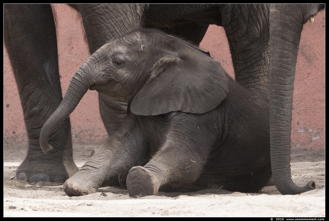 Afrikaanse olifant ( Loxodonta africana ) African elephant
Keywords: Safaripark Beekse Bergen Afrikaanse olifant  Loxodonta africana  African elephant
