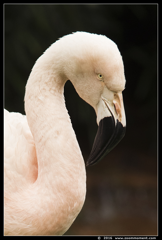 Chileense flamingo  ( Phoenicopterus chilensis ) Chilean flamingo
Trefwoorden: Safaripark Beekse Bergen Chileense flamingo  Phoenicopterus chilensis  Chilean flamingo 