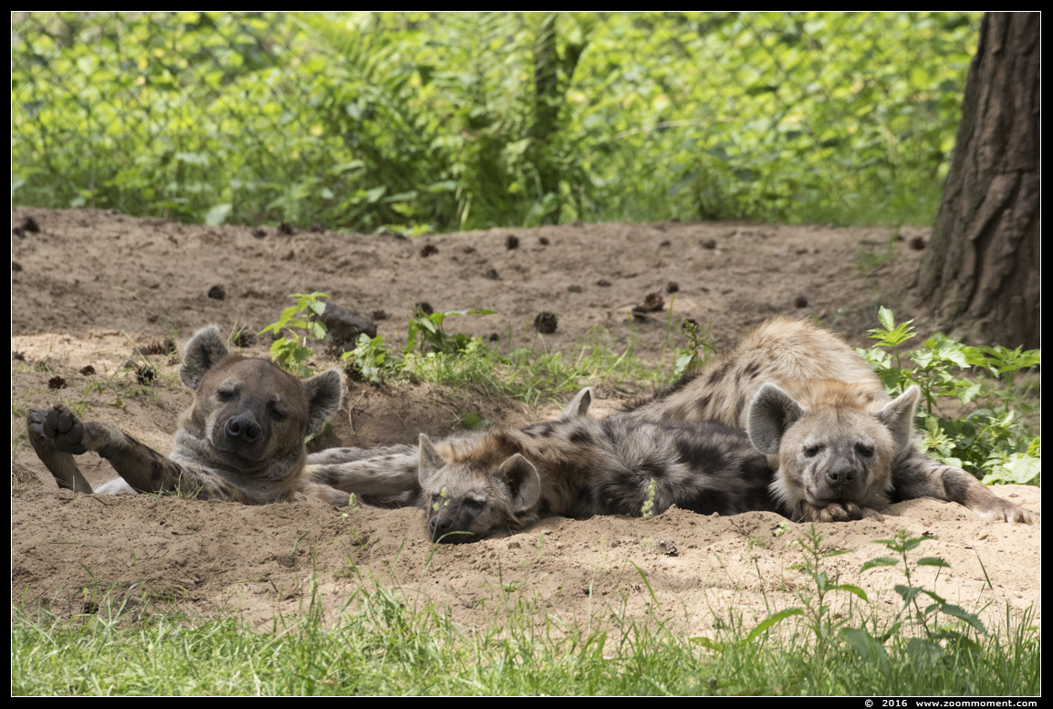 gevlekte hyena  ( Crocuta crocuta )   spotted hyena 
Trefwoorden: Safaripark Beekse Bergen  gevlekte hyena Crocuta crocuta  spotted hyena