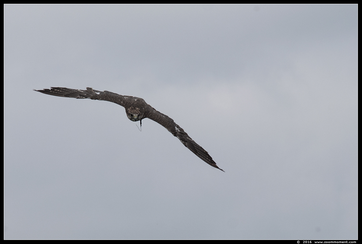 slechtvalk  ( Falco peregrinus ) peregrine falcon
Trefwoorden: Safaripark Beekse Bergen roofvogelshow slechtvalk Falco peregrinus peregrine falcon