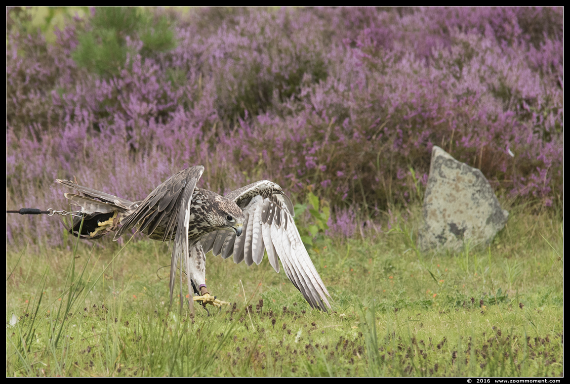 sakervalk ( Falco cherrug )  saker falcon
Keywords: Safaripark Beekse Bergen roofvogelshow sakervalk Falco cherrug saker falcon