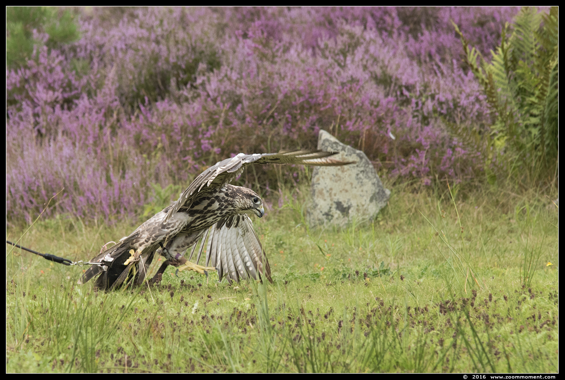 sakervalk ( Falco cherrug )  saker falcon
Keywords: Safaripark Beekse Bergen roofvogelshow sakervalk Falco cherrug saker falcon
