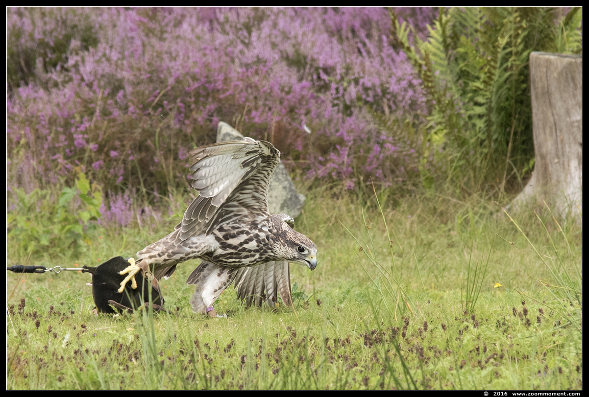 sakervalk ( Falco cherrug )  saker falcon
Trefwoorden: Safaripark Beekse Bergen roofvogelshow sakervalk Falco cherrug saker falcon