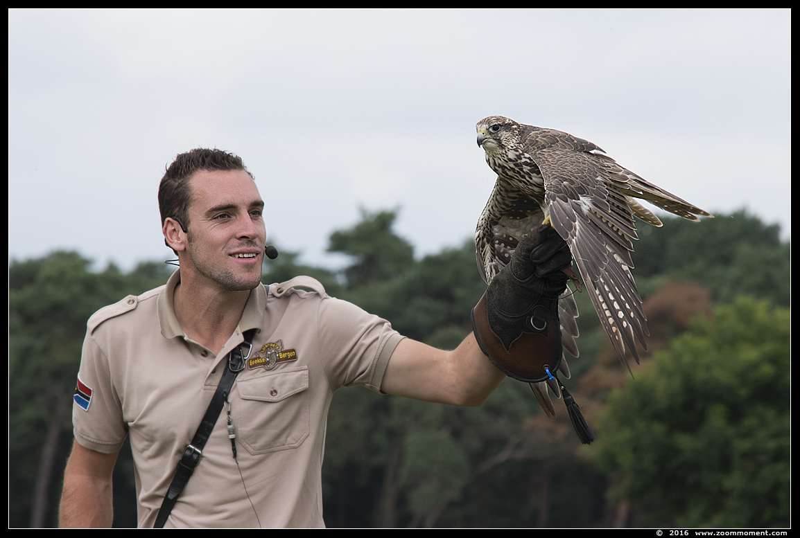 sakervalk ( Falco cherrug )  saker falcon
Trefwoorden: Safaripark Beekse Bergen roofvogelshow sakervalk Falco cherrug saker falcon