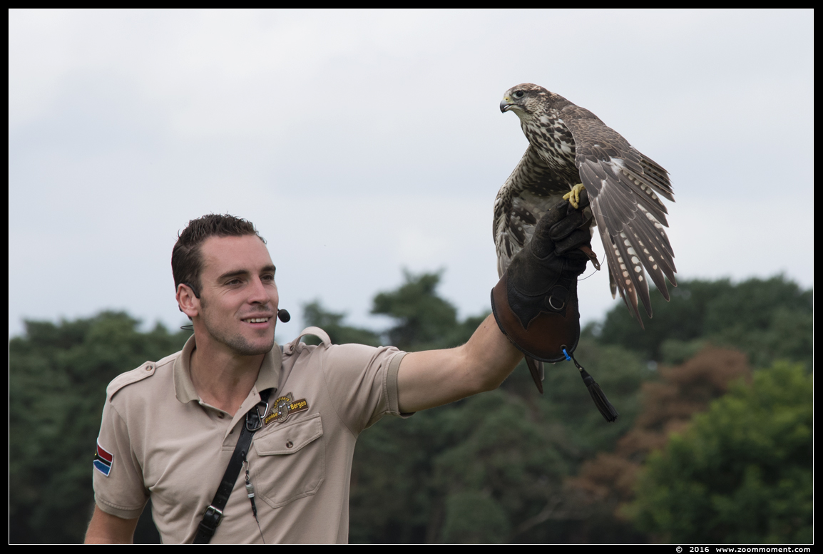 sakervalk  ( Falco cherrug ) saker falcon
Trefwoorden: Safaripark Beekse Bergen roofvogelshow sakervalk Falco cherrug saker falcon
