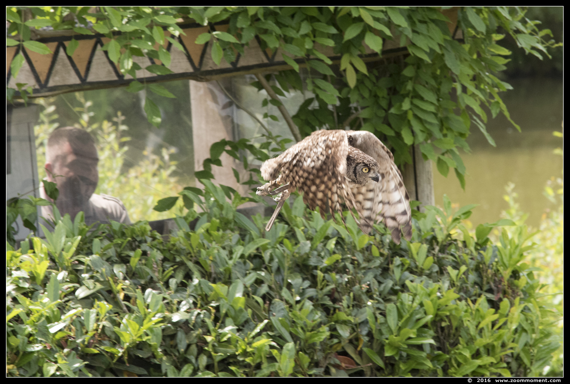 Afrikaanse oehoe  ( Bubo africanus ) spotted eagle-owl 
Trefwoorden: Safaripark Beekse Bergen roofvogelshow Afrikaanse oehoe Bubo africanus spotted eagle-owl