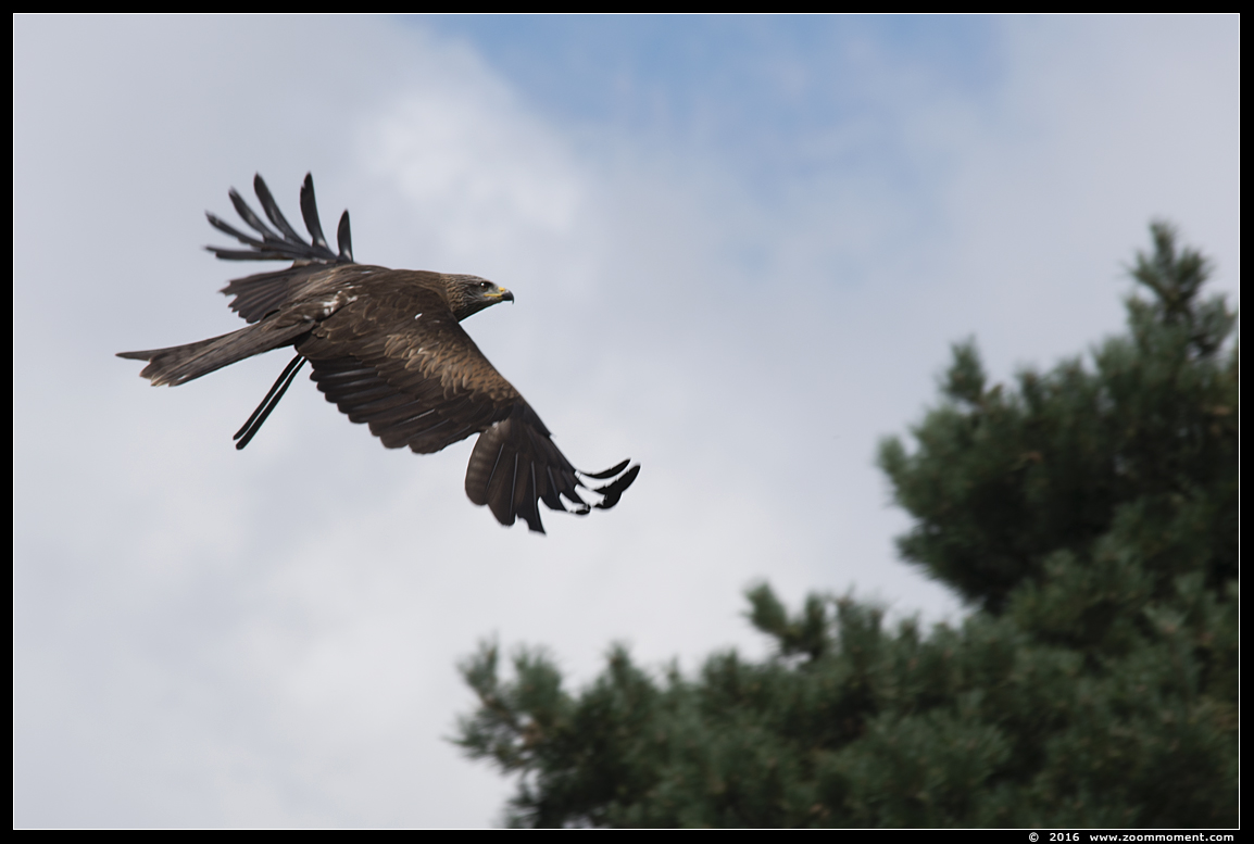 zwarte wouw ( Milvus migrans ) black kite
キーワード: Safaripark Beekse Bergen roofvogelshow zwarte wouw Milvus migrans black kite