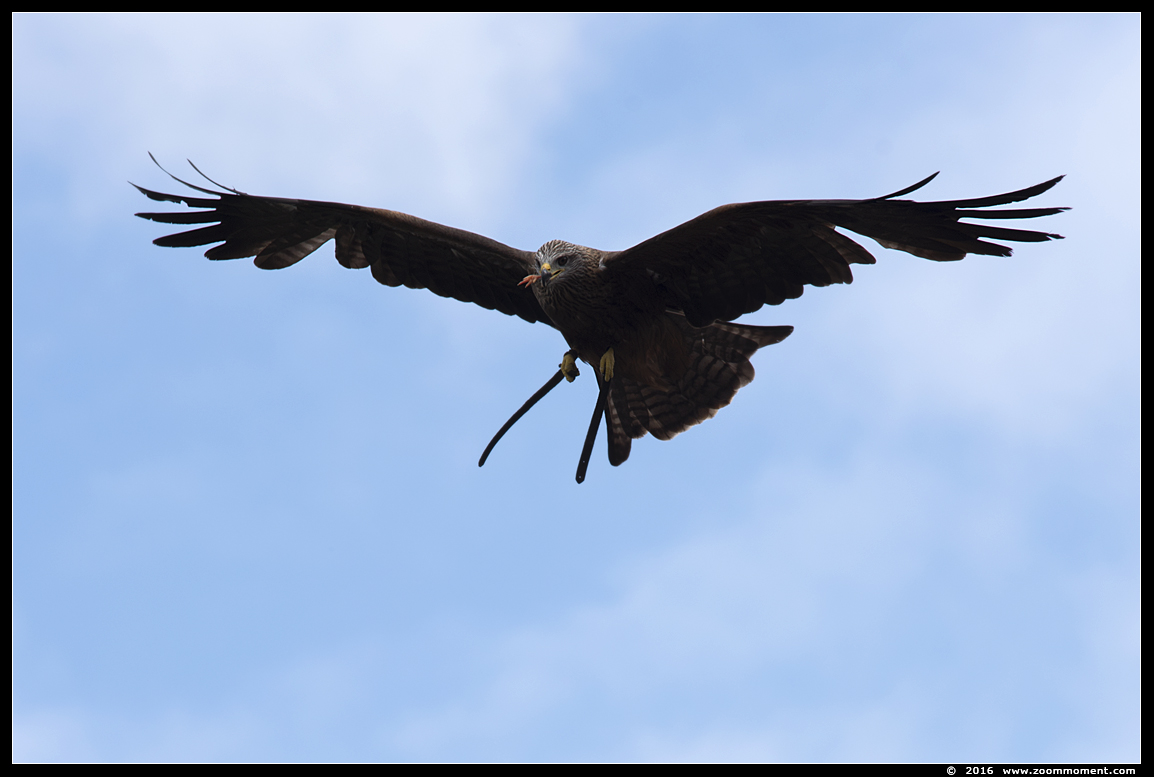 zwarte wouw ( Milvus migrans ) black kite
Keywords: Safaripark Beekse Bergen roofvogelshow zwarte wouw Milvus migrans black kite