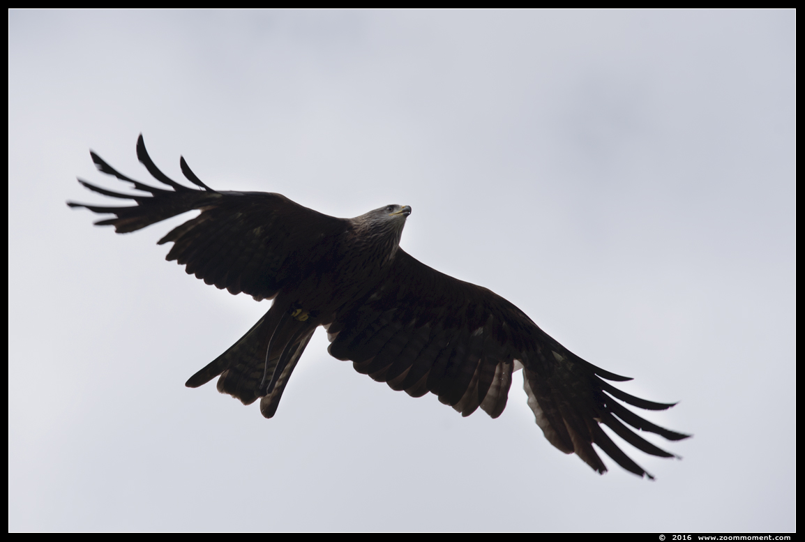 zwarte wouw ( Milvus migrans ) black kite
Nøgleord: Safaripark Beekse Bergen roofvogelshow zwarte wouw Milvus migrans black kite