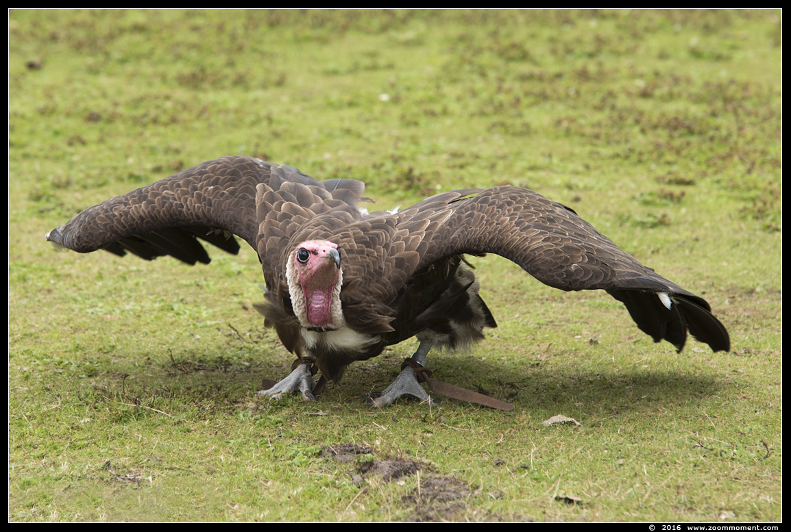 Kapgier  ( Necrosyrtes monachus )  hooded vulture Kappengeier
Trefwoorden: Safaripark Beekse Bergen roofvogelshow kapgier Necrosyrtes monachus hooded vulture Kappengeier