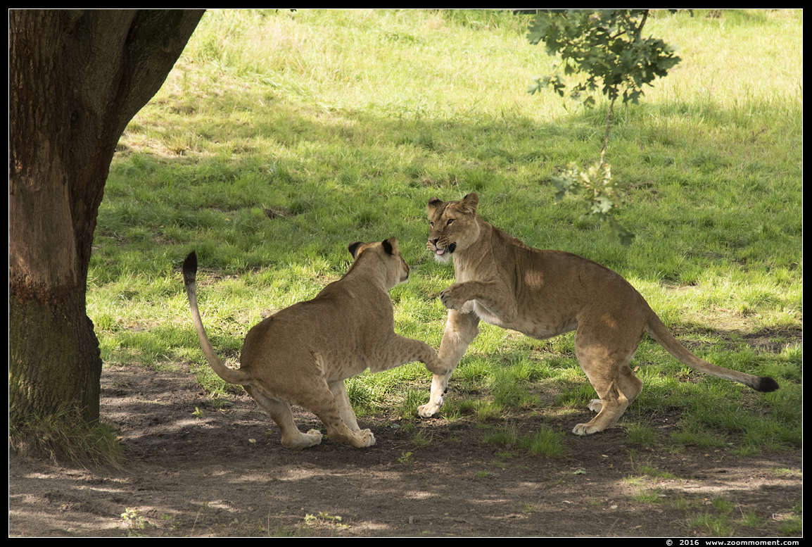 Afrikaanse leeuw ( Panthera leo ) African lion
Keywords: Safaripark Beekse Bergen Afrikaanse wilde leeuw Panthera leo African lion